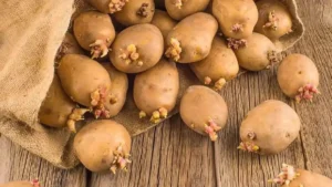 картопля проросла