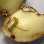 картофельная моль — опасный вредитель
