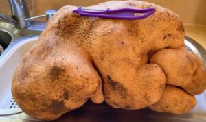 картошка-рекордсмен