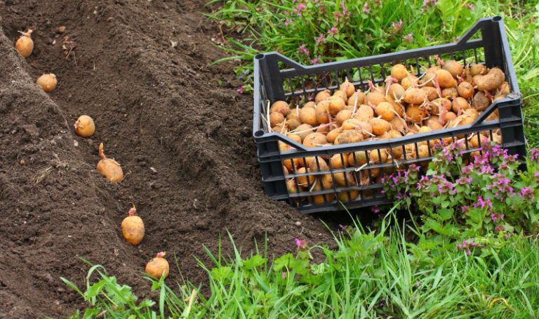 В Черниговской области началась посадка картофеля