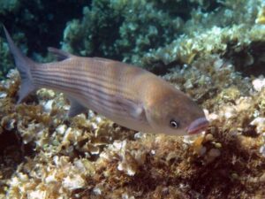 кефаль толстогубая