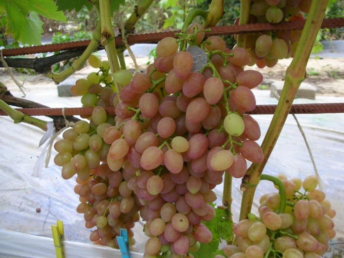 Как выращивают виноград на севере Украины