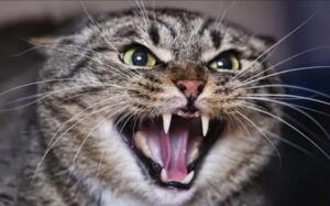 Скажений кіт