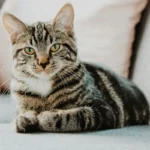 як определить возраст кота