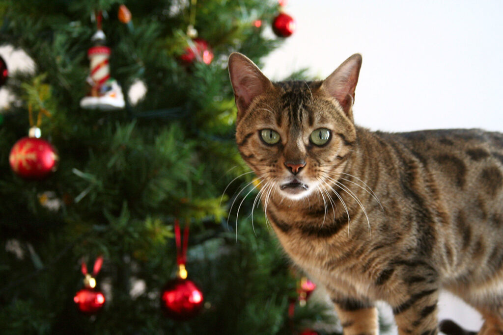 kitty_
