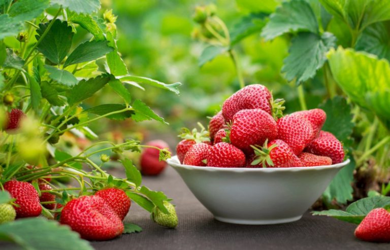 Мнение эксперта: ягодные культуры начнут плодоносить на месяц раньше, но могут подмерзнуть