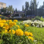 Клумбы Одессы