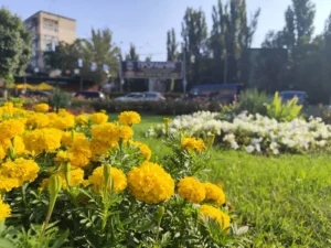 Клумбы Одессы