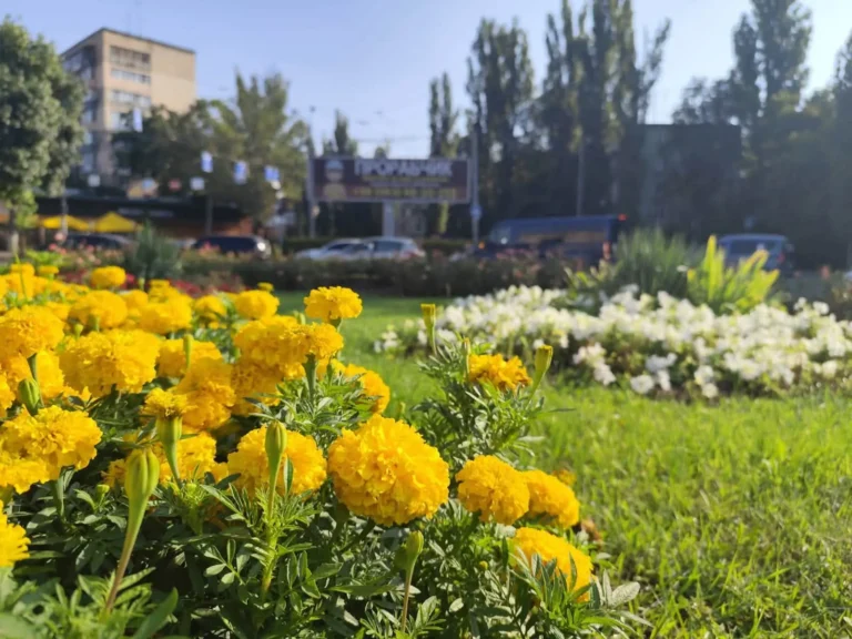 Клумбы Одессы