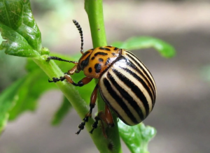 колорадський жук