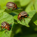 колорадський жук на картоплі