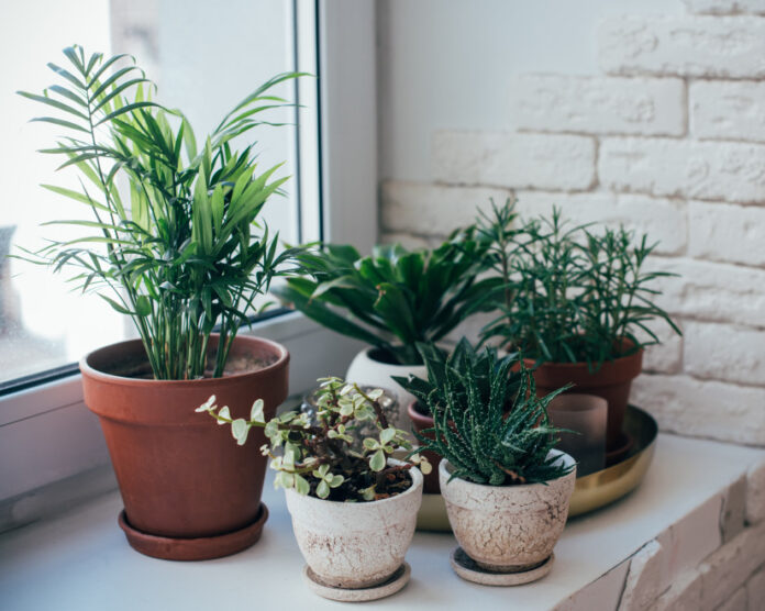 комнатные растения для счастья