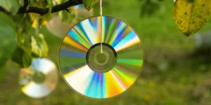 компакт-диск на дереві