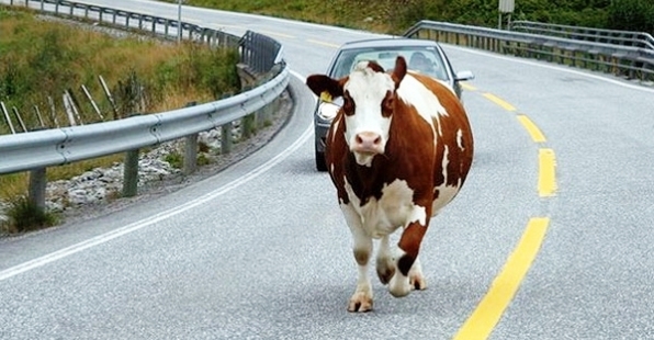 В Болгарии из-за незаконного пересечения границы могут усыпить корову