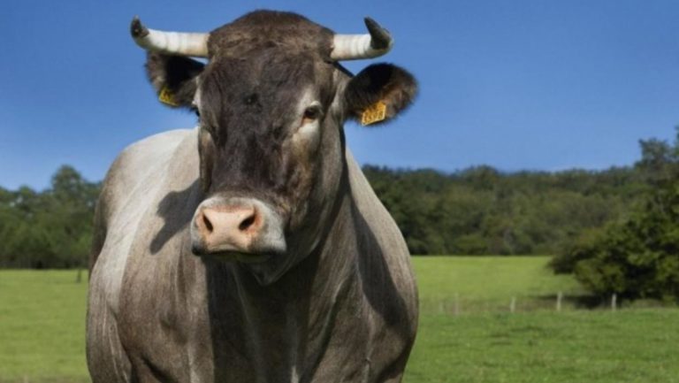Фермерам обещают давать госпомощь: 5 тысяч гривен на одну корову