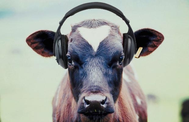 В Киевской области коровы слушают Моцарта и Баха