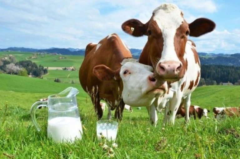 Мнение экспертов: для высоких надоев корове важен не только рацион