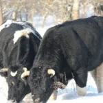 корови Чорнобиля