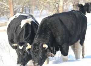 корови Чорнобиля