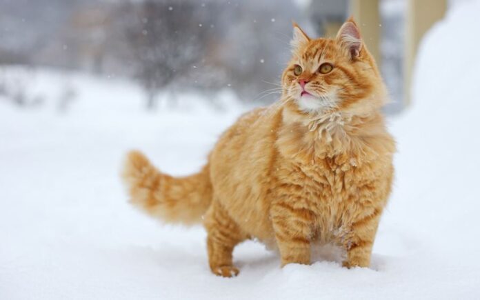 Кошка на снегу