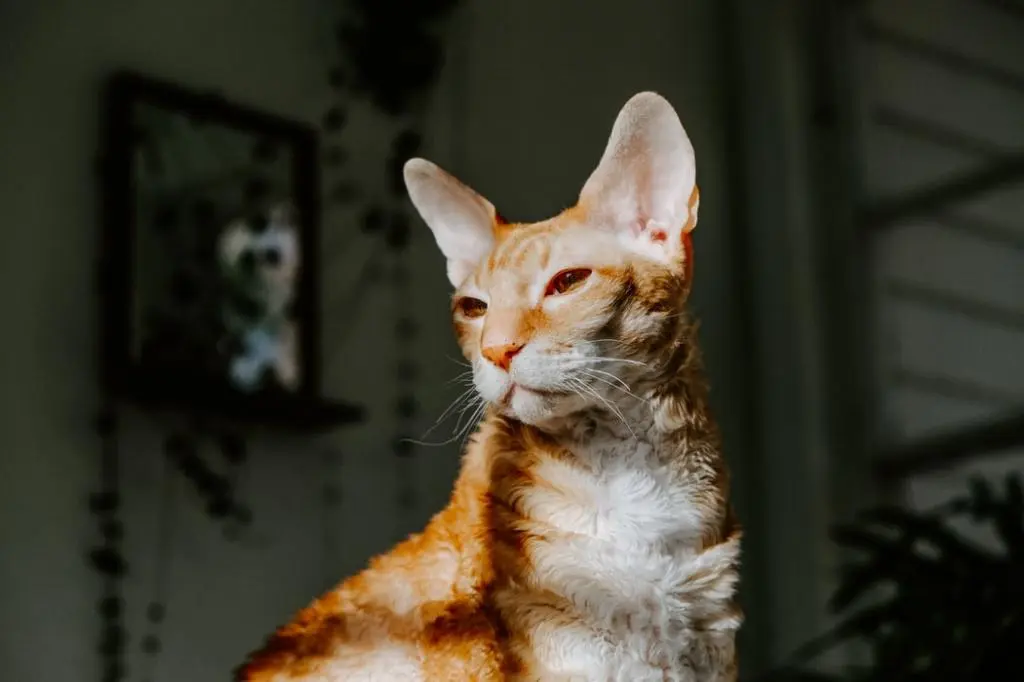 Тепловой удар у кошки