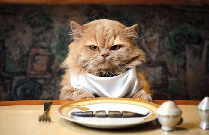 кошка с тарелкой