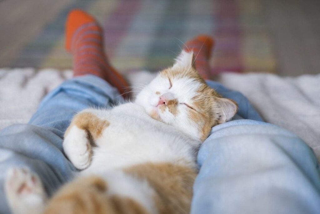 кош