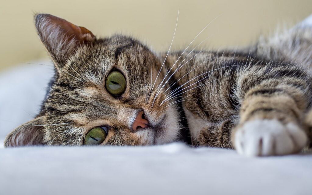 кошки