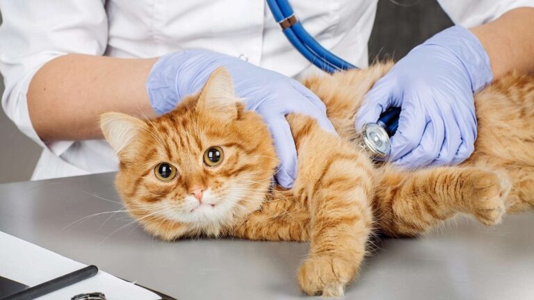 Консультація ветеринара безкоштовно: куди телефонувати, якщо захворів кіт?