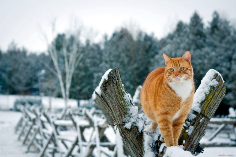 кот зимой погода