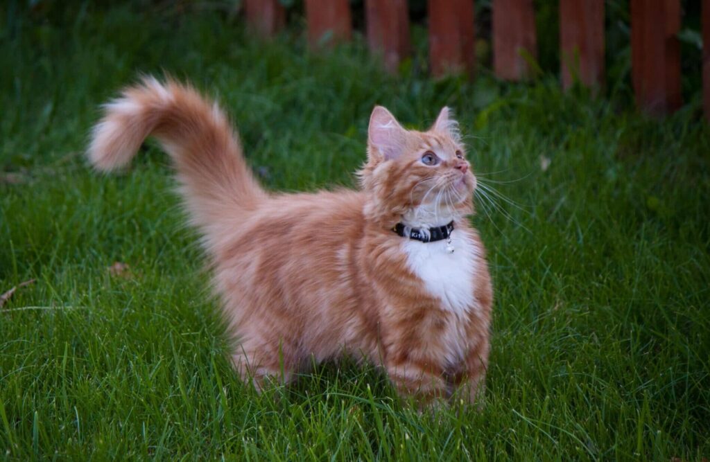 котик и аллергия
