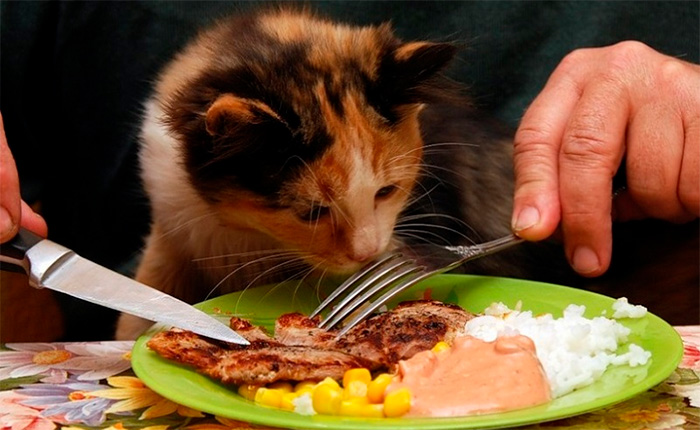 Чем нельзя кормить кота?