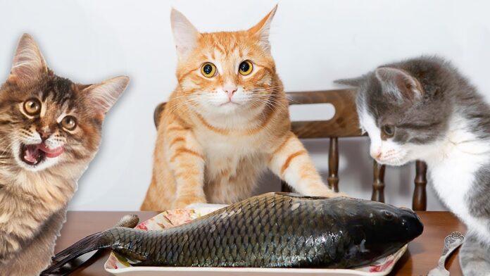 коты и рыба
