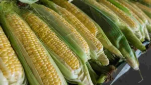 кукуруза сладкая