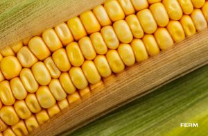 Кукурудза
