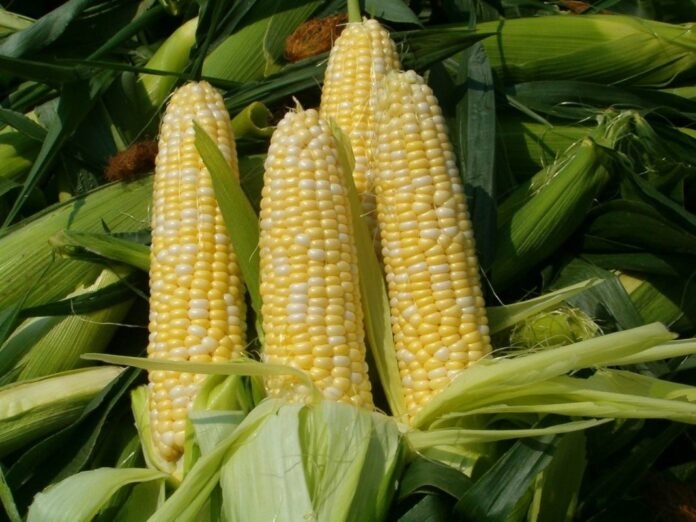 В Украине обнаружено новое заболевание кукурузы