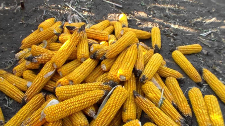Названы три области, которые лидируют по урожаю кукурузы