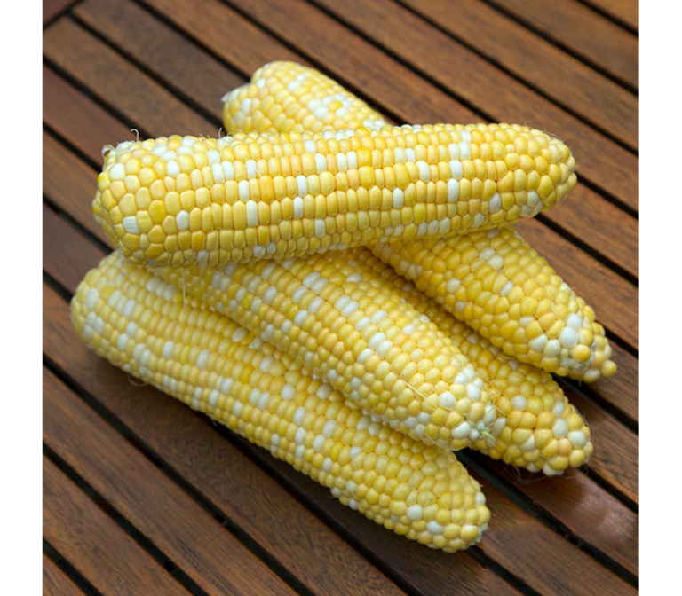 Експерт назвав найпопулярніші гібриди цукрової кукурудзи