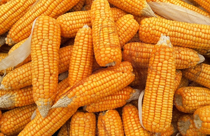 Аграрии рассказали, будут ли увеличиваться площади под кукурузой