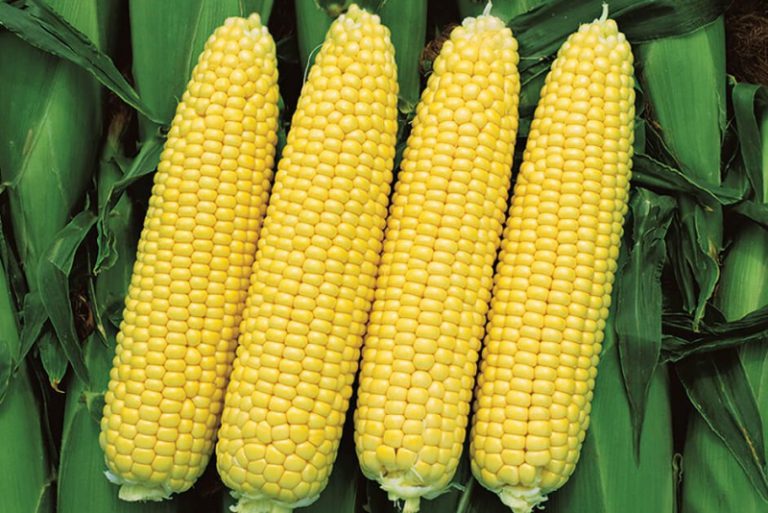 На каких сортах кукурузы можно заработать 500 тысяч гривен