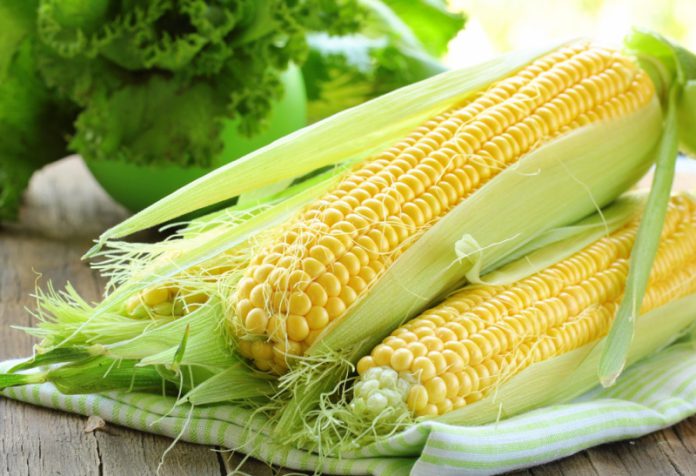 Как сохранить чистосортность кукурузы?