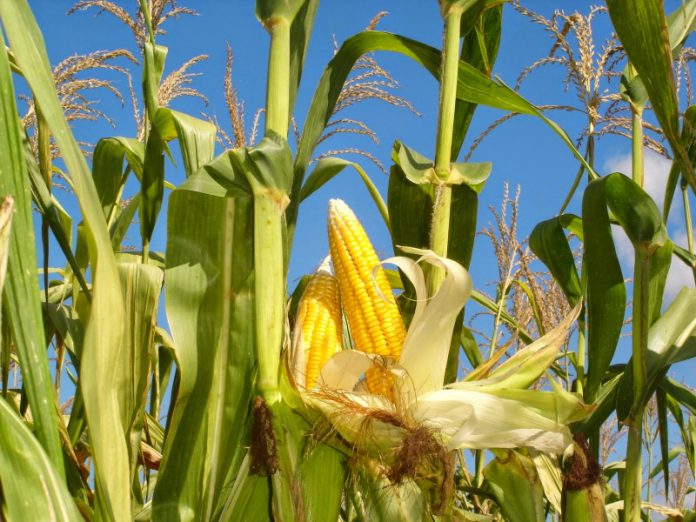 Пространственная изоляция для кукурузы