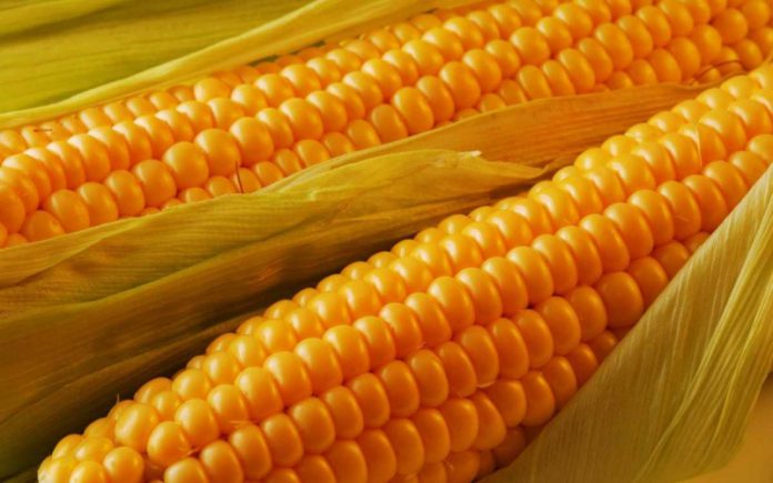 Сахарная кукуруза может стать кормовой