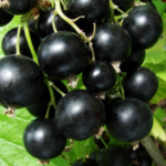 кущ смородини