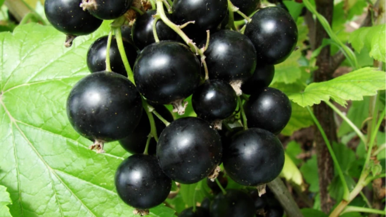 куст смородины