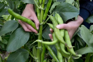 фасоль на огороде