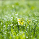 квітка під дощем