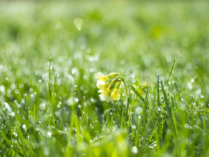 цветок под дождем