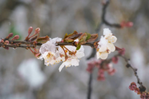 апрельские заморозки