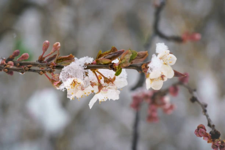апрельские заморозки